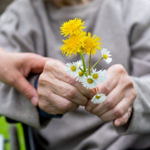 close up elderly woman's hands holding flowers